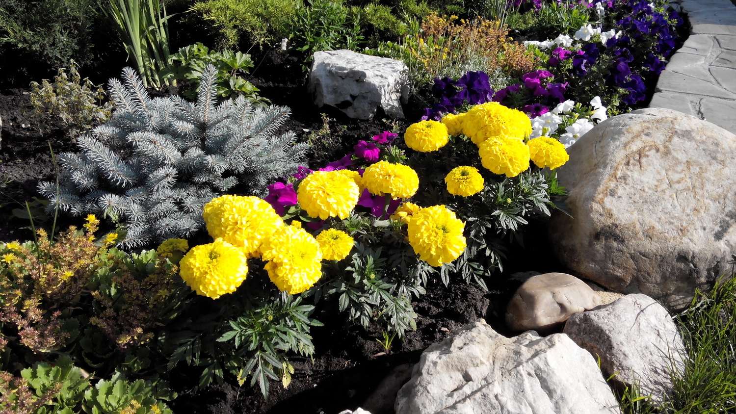 Озеленение частной усадьбы