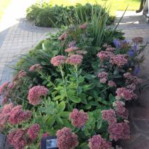 Озеленение промышленных предприятий