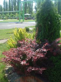 Озеленение промышленных предприятий