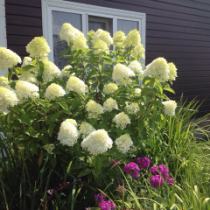 Озеленение частной усадьбы