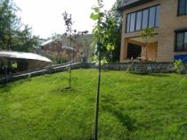 Озеленение частной усадьбы