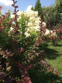 Озеленение частной усадьбы