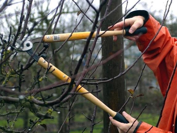 Описание изображения