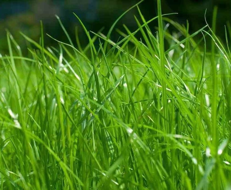 Описание изображения