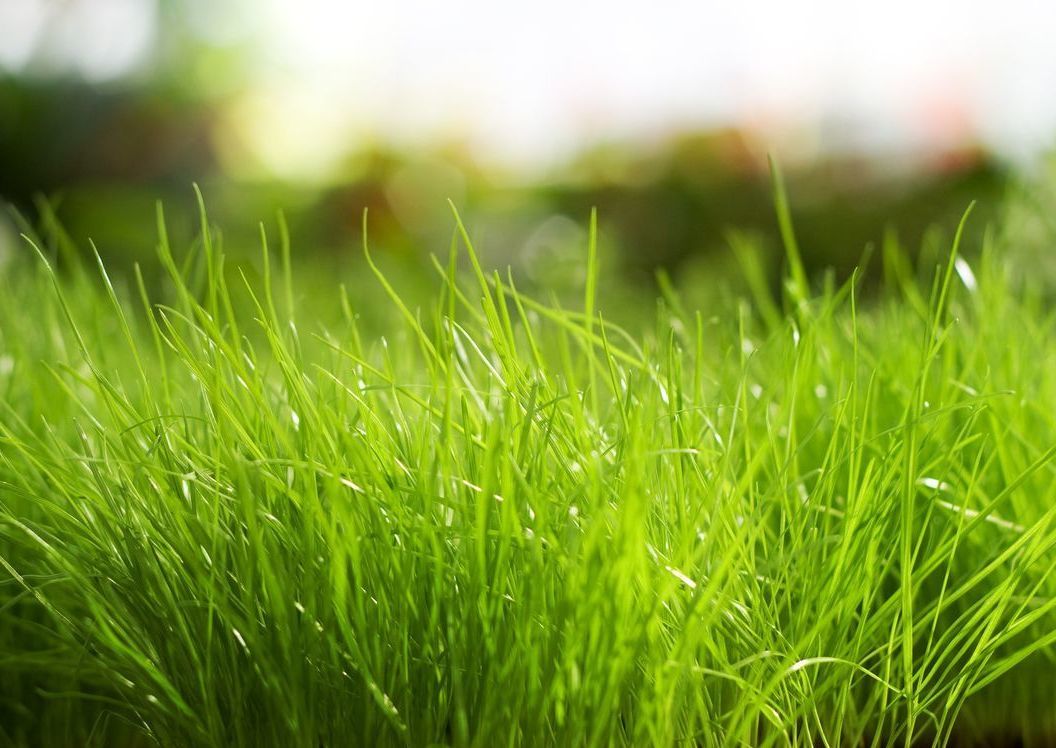 Описание изображения