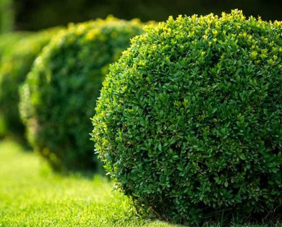 Описание изображения