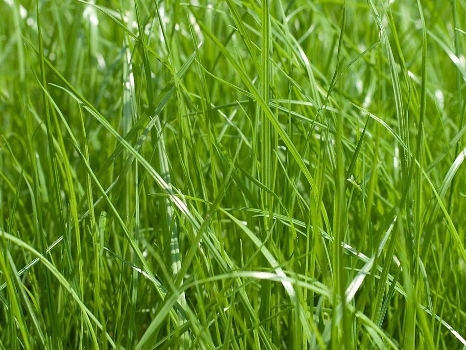 Описание изображения