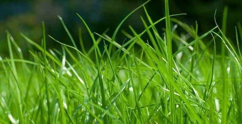 Описание изображения