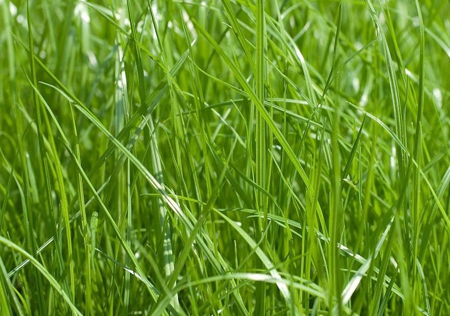 Описание изображения