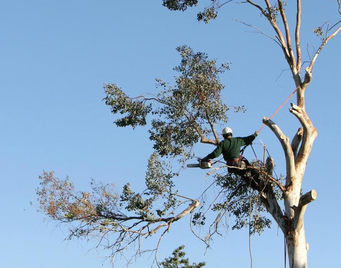 Описание изображения