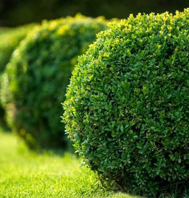 Описание изображения