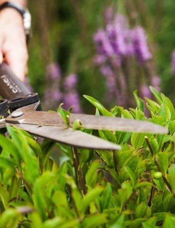 Описание изображения