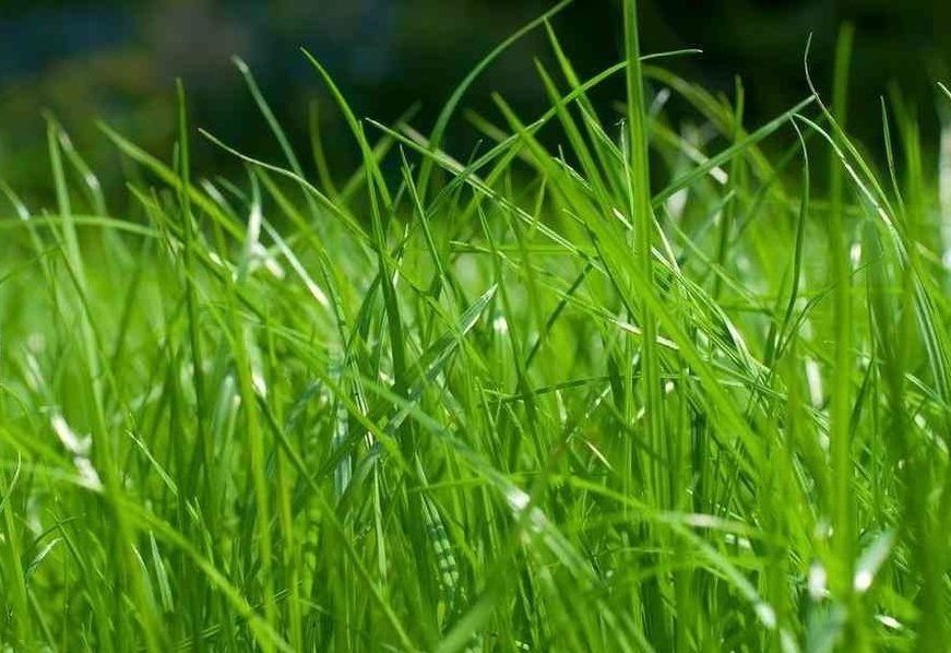 Описание изображения