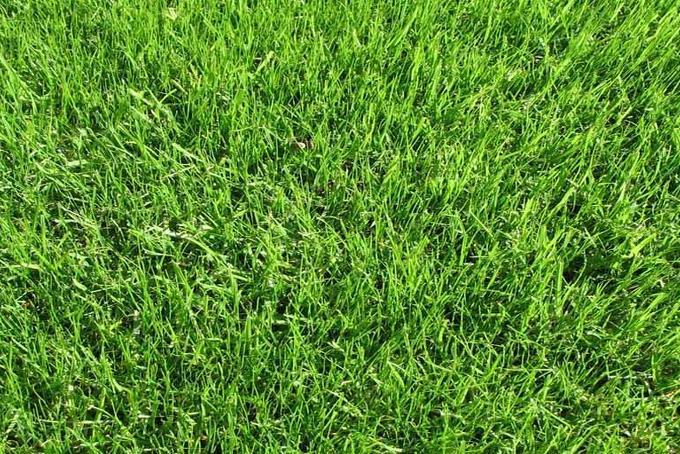 Описание изображения