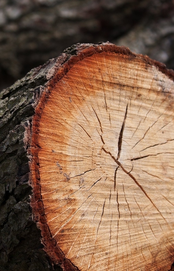 Описание изображения