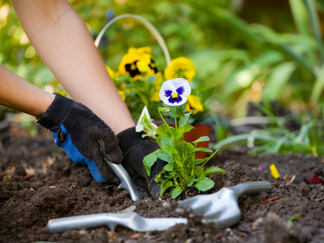 Описание изображения