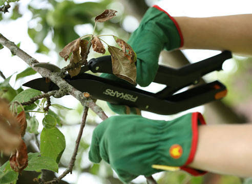 Описание изображения